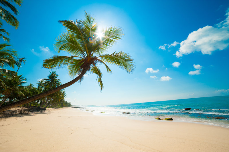 Plaże Sri Lanki otoczone palmami